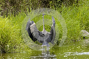 The great blue heron (Ardea herodias)