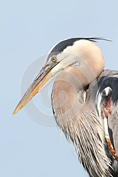 Great Blue Heron (Ardea Herodias)