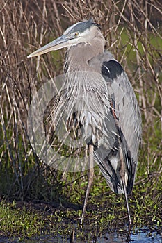 Great Blue Heron (Ardea herodias)