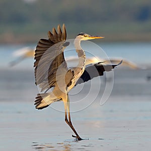 Great blue heron (Ardea herodias)