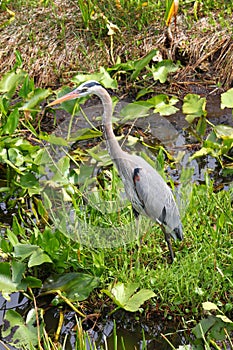 Great Blue Heron (Ardea herodias)