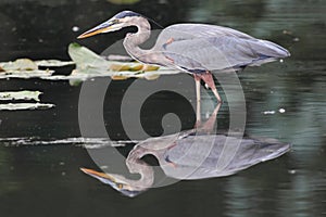 Great Blue Heron (Ardea Herodias)