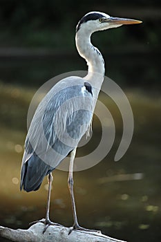 Great blue heron (Ardea herodias)