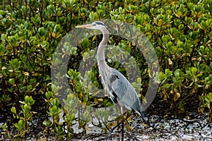 Great Blue Heron - Ardea herodias