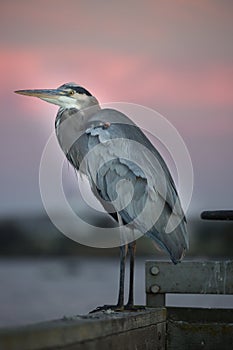 Great Blue Heron - Ardea Herodias