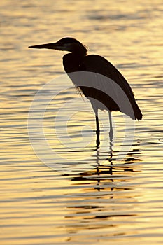 Great Blue Heron (Ardea Herodias) photo