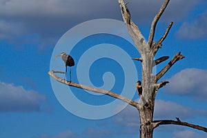 Great Blue Heron (Ardea herodias) Bird