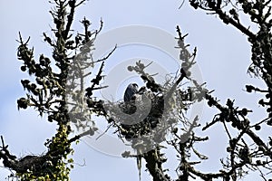 Great blue heron Ardea herodias, chicks about 4 weeks old, 1.