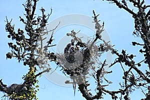 Great blue heron Ardea herodias, chicks about 4 weeks old, 28.