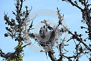 Great blue heron Ardea herodias, chicks about 4 weeks old, 36.