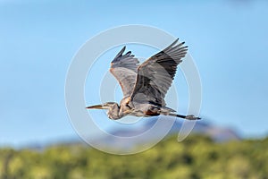 Great blue heron - Ardea herodias, Costa Rica photo