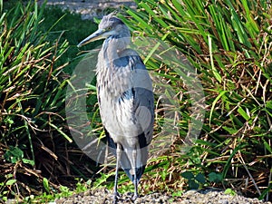 Great blue heron Ardea herodias, Der Kanadareiher, Grand HÃ©ron, Airone azzurro or Velika plava caplja - The Zoo ZÃ¼rich Zuerich