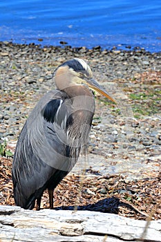 Great Blue Heron, Ardea herodias, at Esquimalt Lagoon, Victoria, Vancouver Island, British Columbia, Canada