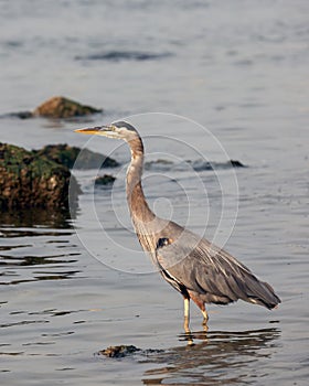 Great Blue Heron in the Shallow Waters