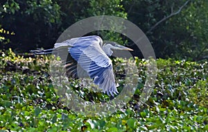 A great blue Heron Ardea herodias in flight, over Piquiri river, Pantanal, Brazil