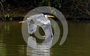 A great blue Heron Ardea herodias in flight, over Piquiri river, Pantanal, Brazil