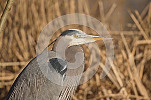 Great blue heron Ardea herodias flying