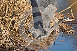 Great blue heron Ardea herodias flying