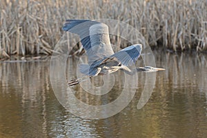 Great blue heron Ardea herodias flying