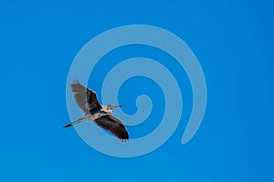 Great Blue Heron (Ardea herodias) flying under a blue sky with copy space