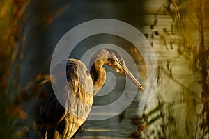 Great Blue Heron Ardea herodias focusing on fishing