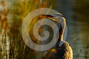 Great Blue Heron Ardea herodias focusing on fishing