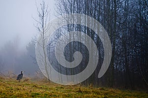 Great Blue Heron (Ardea herodias) on a foggy morning