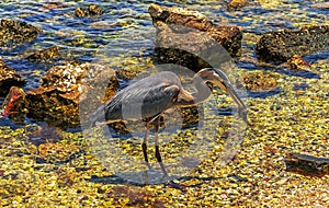 Great Blue Heron Ardea herodias photo