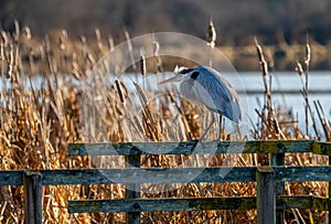 A great blue heron \