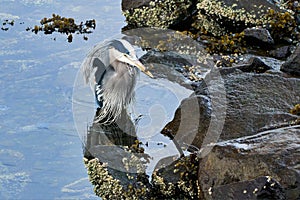 Great blue heron (ardea herodias) with his next meal hanging out of his mouth.