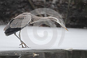 Great Blue Heron (Ardea herodias) Hunting on a Partially Frozen