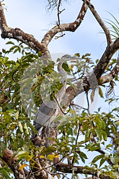 Great blue heron, Ardea herodias with Hypostomus plecostomu in beak, Costa Rica photo