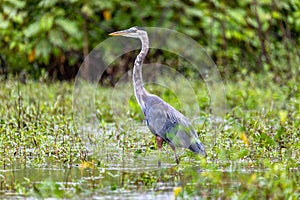 Great blue heron - Ardea herodias with Hypostomus plecostomu in beak, Costa Rica photo