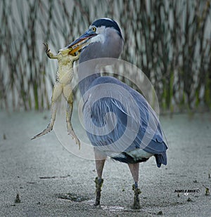 Great blue heron Ardea herodias with large American bullfrog Lithobates catesbeianus