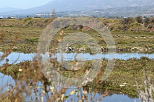 Great blue heron Carpinteria Salt Marsh  16 photo