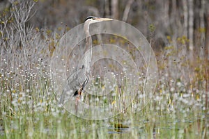 Great Blue Heron on Chase Prairie in Okefenokee National Wildlife Refuge, Georgia USA