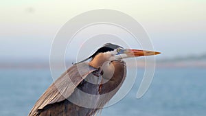 Great Blue Heron, Ardea herodias, looking cautiously, closeup