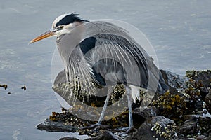 A great blue heron (ardea herodias) looking intently at the water for his next mea