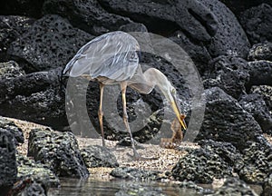 El gran azul garza través de volcánico rocas en galápagos islas 