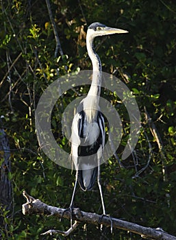 A great blue Heron Ardea herodias perched, over Piquiri river, Pantanal, Brazil