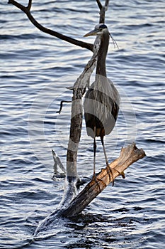 Great blue heron (Ardea herodias) perched on partially submerged branch in lake