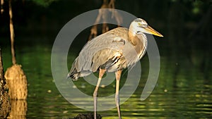 Great blue heron in the Galapagos Islands photo