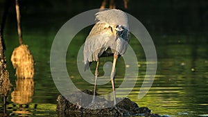 Great blue heron in the Galapagos Islands photo