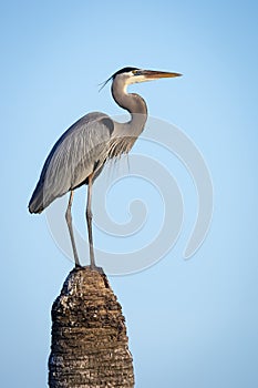 Great Blue Heron (Ardea herodias) Perched on Top of a Palm Tree