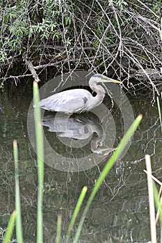 Great Blue Heron, Ardea herodias, Resting Reflection