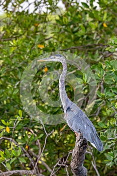 Great blue heron, Ardea herodias, River Rio Tenorio, Costa Rica