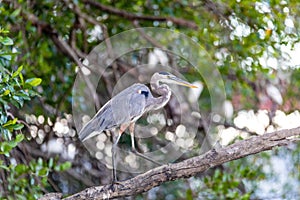 Great blue heron, Ardea herodias, River Rio Tenorio, Costa Rica