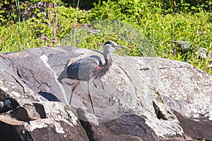Great Blue Heron Ardea herodias on rock fishing