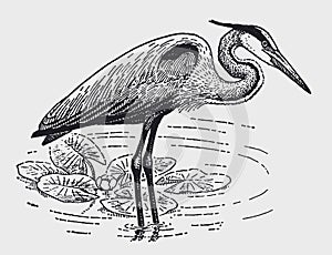 Great blue heron ardea herodias standing in a water body with water lilies