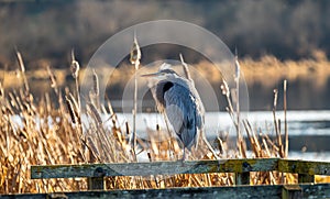 A great blue heron \